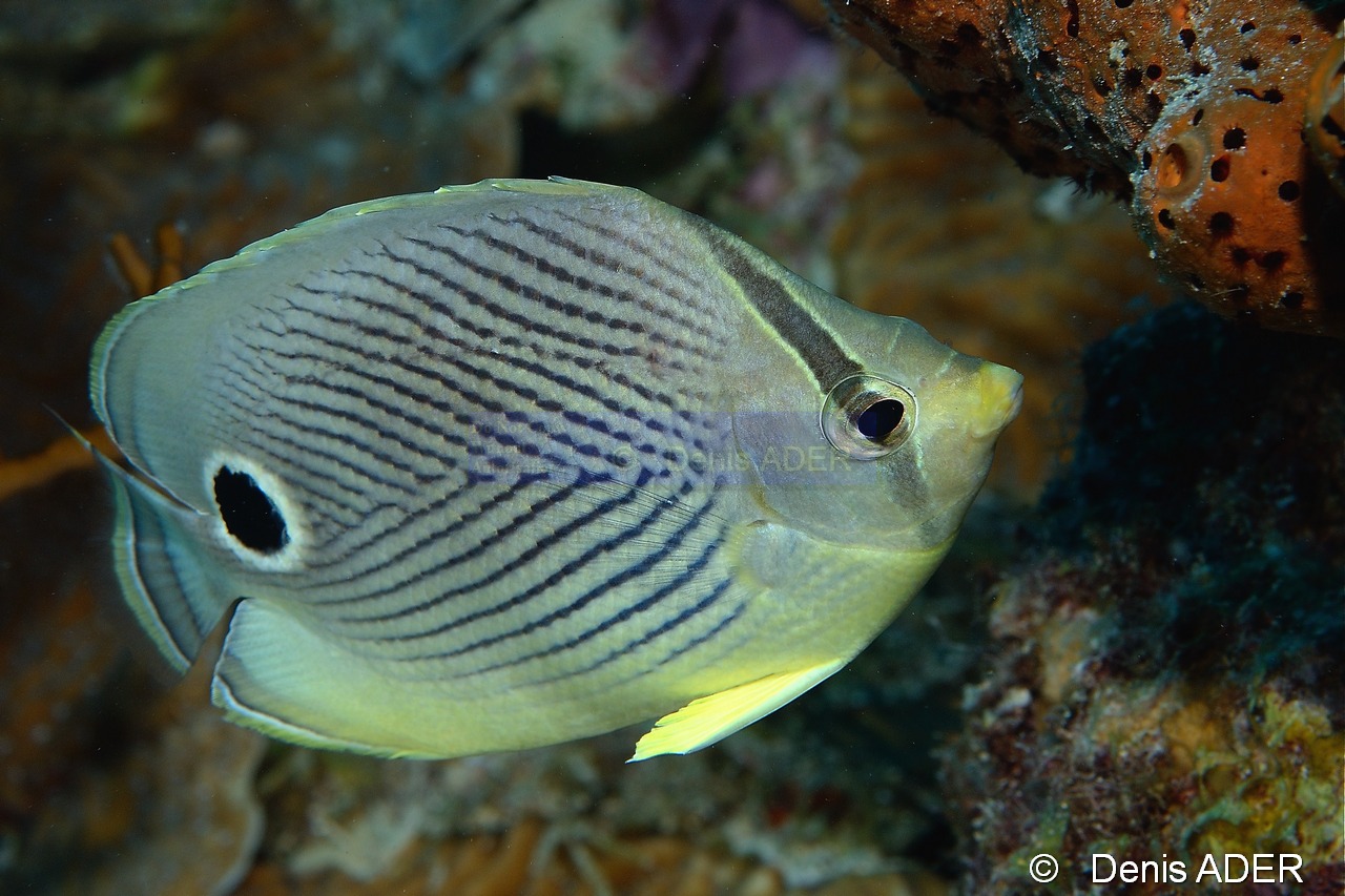 Chaetodon-capistratus-Bonaire Buddy reef-21m-20120217-Denis-ADER-DSC_6253_tn.jpg